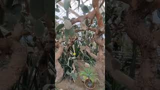 Gradina Botanica Balcik cactus tree yellow flower