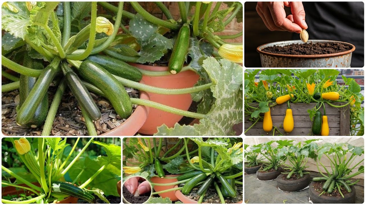 زراعة ناجحة للقرع 🥒🤩على سطح منزلك في أصيص: التقليم، التسميد العضوي، ومكافحة الحشرات 🍀