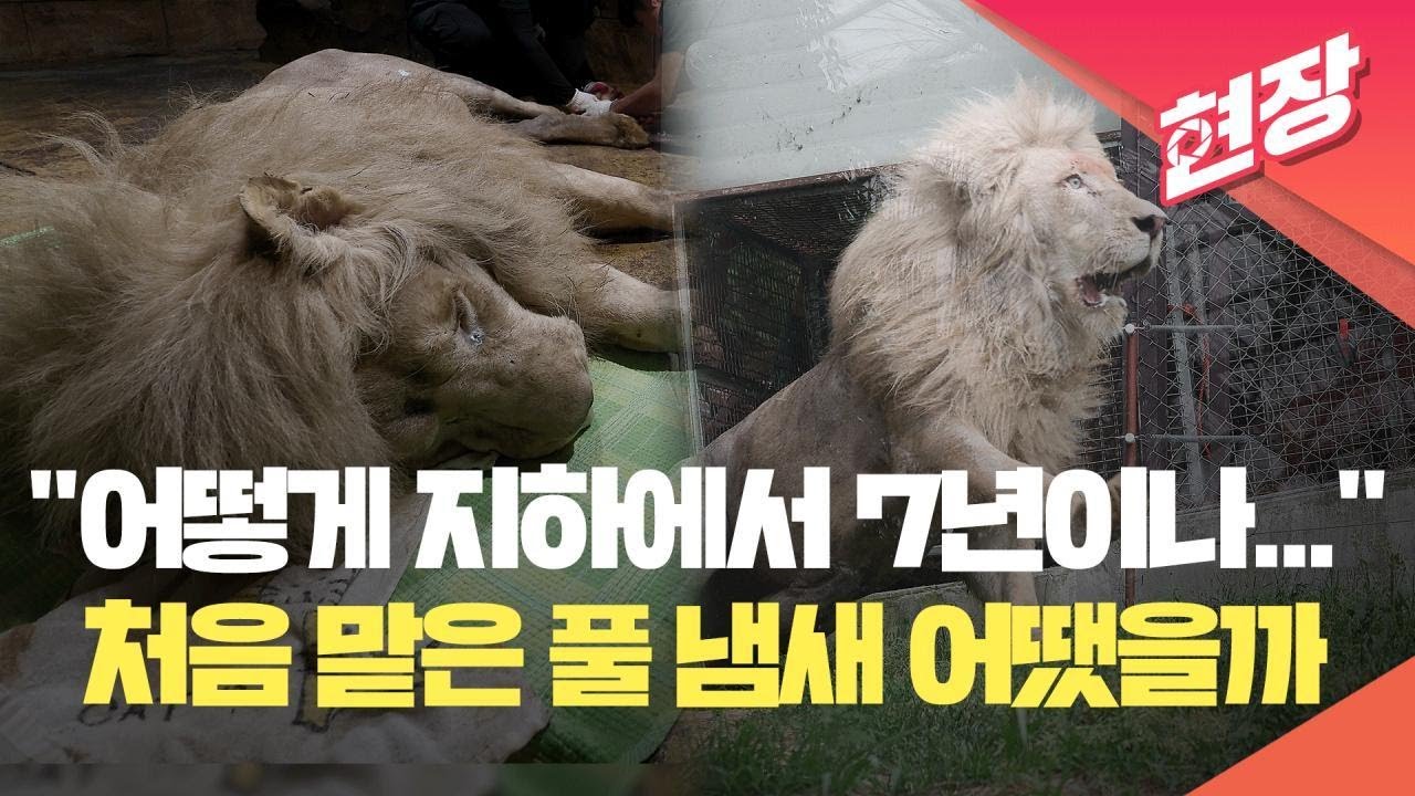 [현장영상] “어떻게 지하에서 7년이나”…풀 냄새 처음 맡은 백사자 부부 / KBS 2024.06.19.