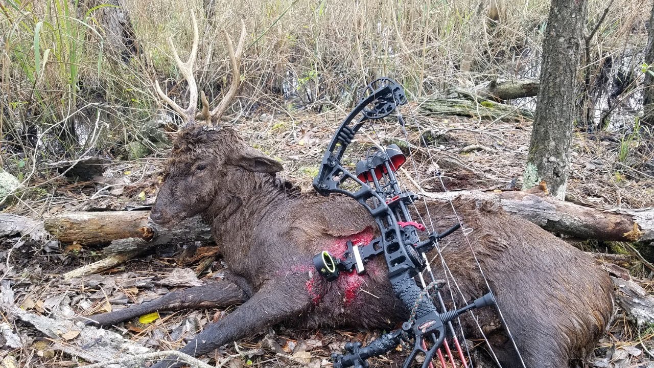 Public Land Sika Deer Hunting in Maryland 