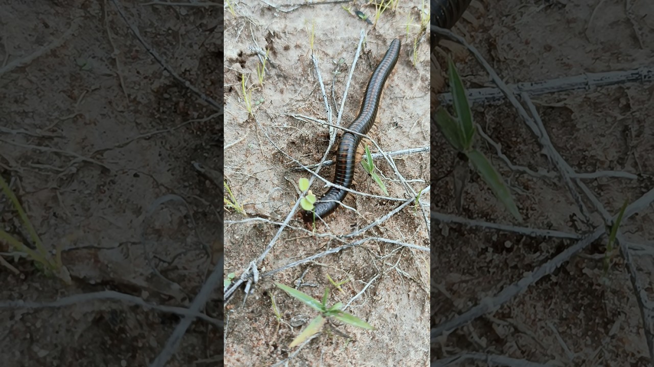 Giant Millipede crawling 
