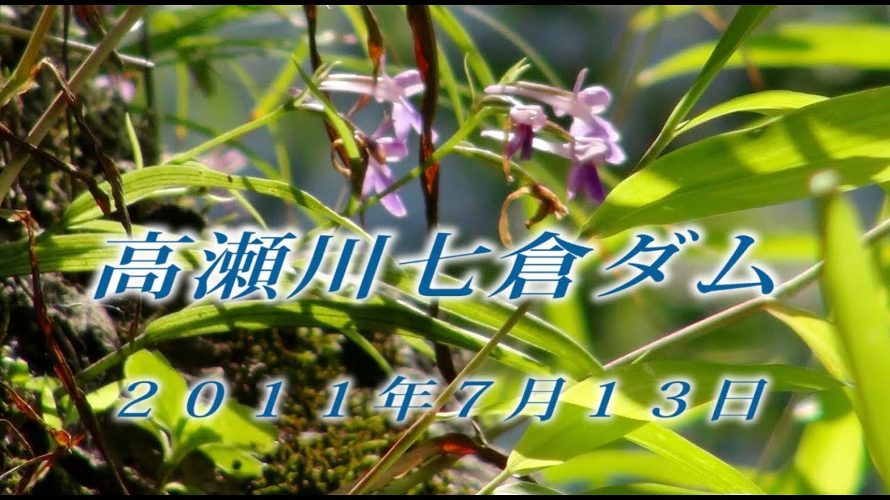178 北アルプス高瀬渓谷7月 2011年7月13日七倉ダム - 生物多様性体験保全センター 高山植物を主とした野生植物の映像集