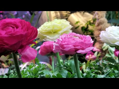 ቪዲዮ: Ranunculus: እያደገ የአትክልት ranunculus