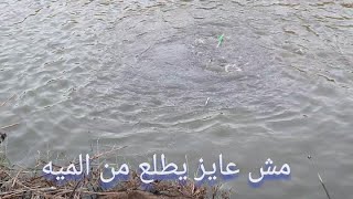 وحش من وحوش كفر الشيخ فى عز الحر شئ غير متوقع