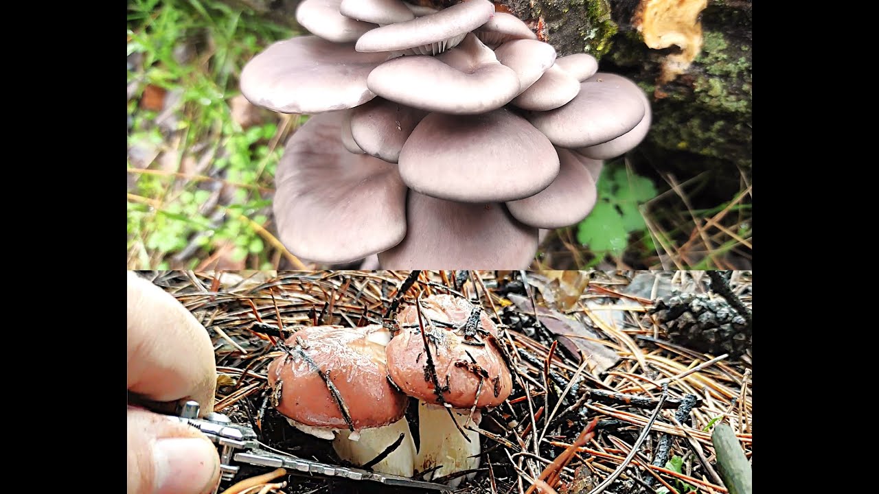 За грибами. Маслята и вешенка прут как не в себя 21-го ноября. Грибы 2025