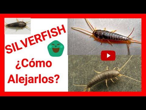 🛑 5 REMEDIOS CASEROS para alejar SILVERFISH  ¡Pececillos de Plata!