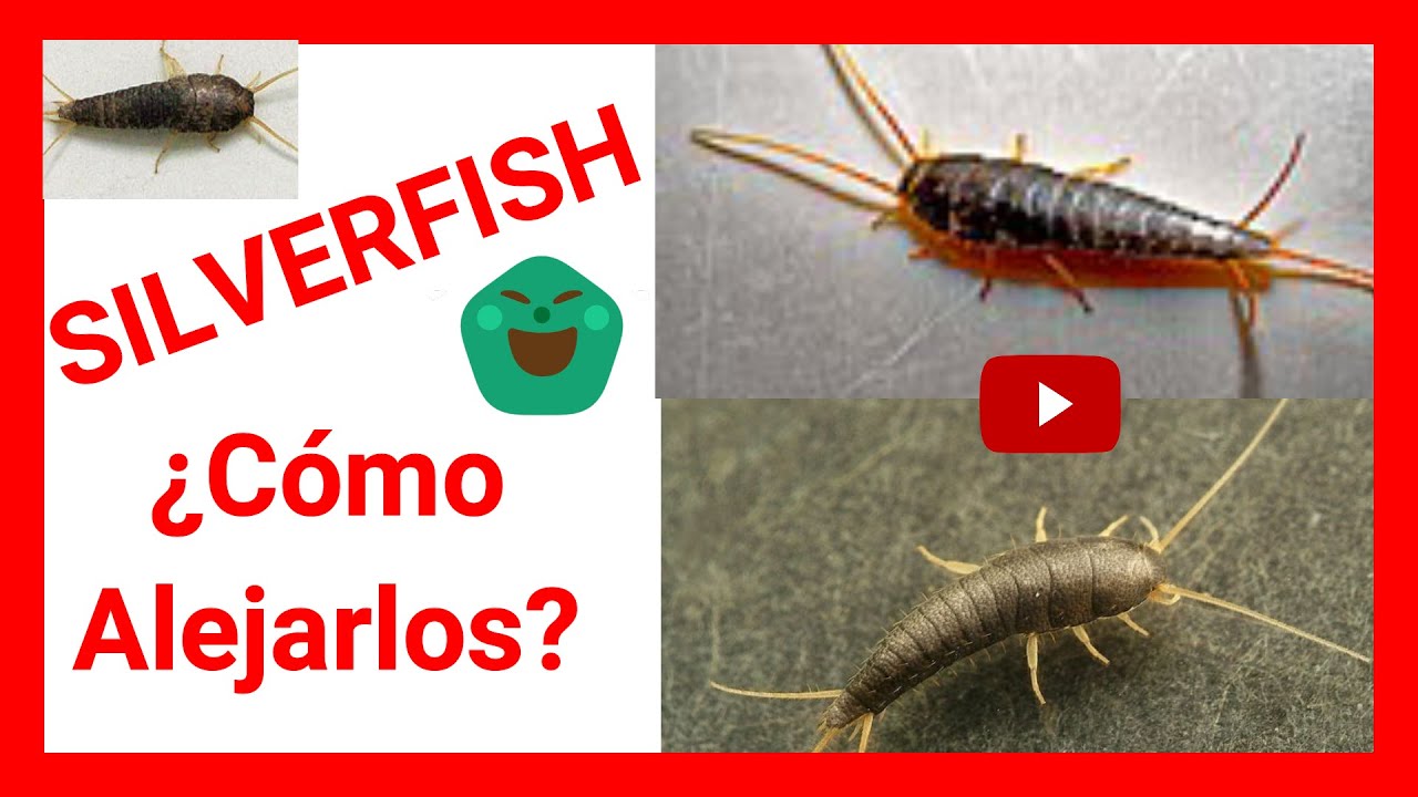 🛑 5 REMEDIOS CASEROS para ahuyentar SILVERFISH ¡Pececillos de Plata ...