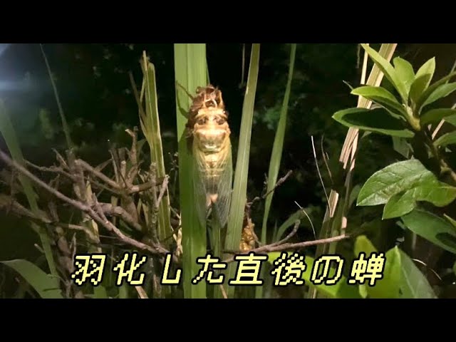 en 鳥船 川蝉 蝉 - YouTube