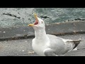 The cry of the seagull