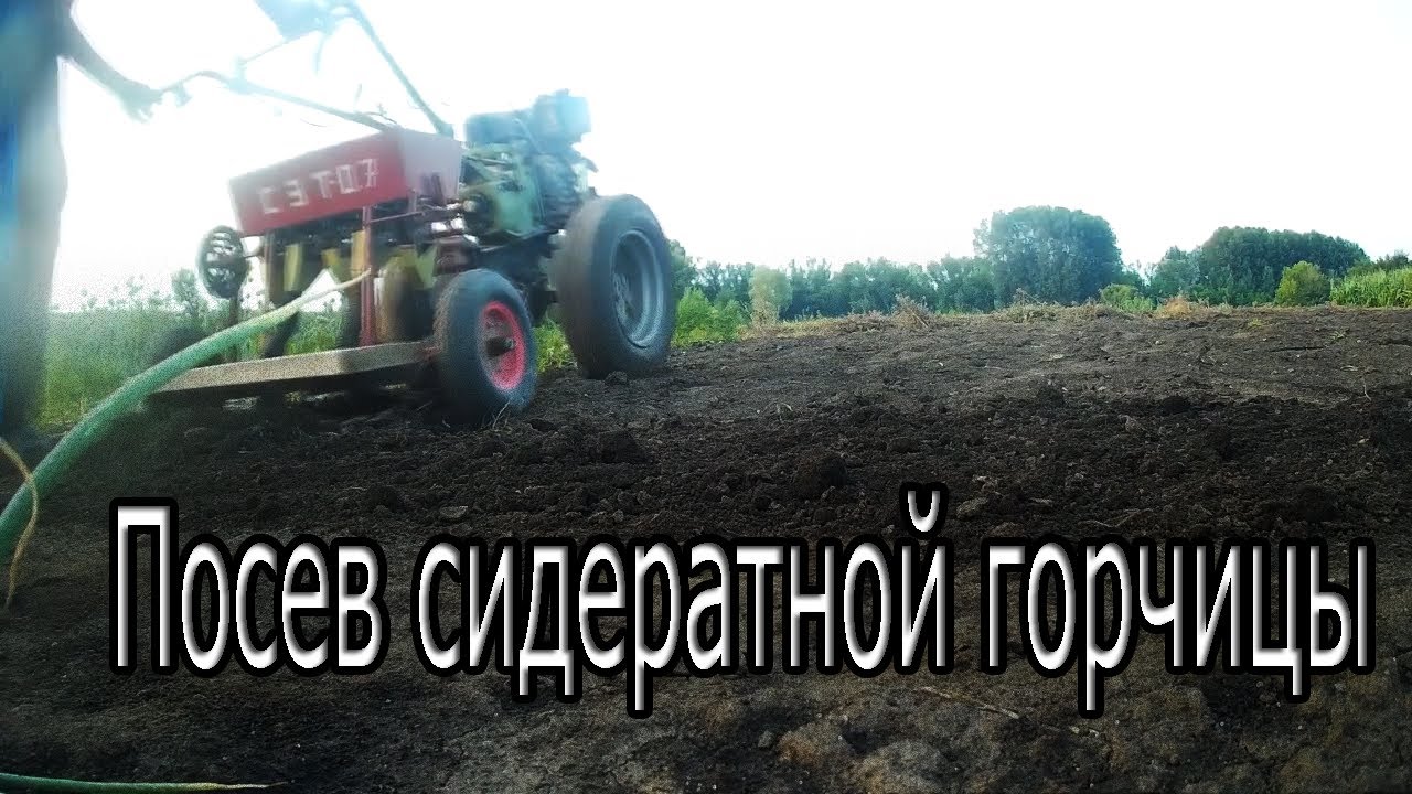 Посев сидератной горчицы .Самодельной сеялкой к мотоблоку - YouTube