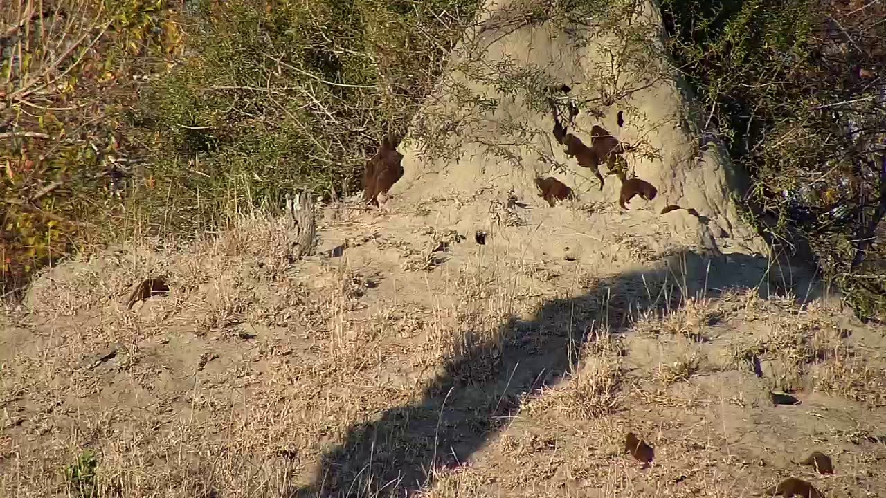 camera iphone 8 plus apk Djuma Dwarf Mongoose family at termite mound waking up - 06/16/19