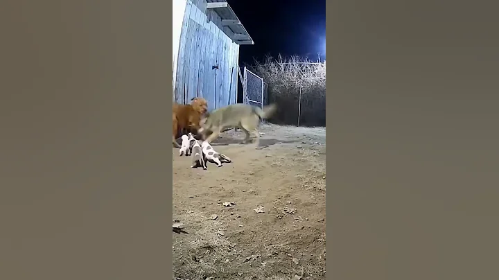 A mother Saves Her Puppies from a FullSpeed Coyote Attack💔😳~Caught on camera| #foryou #viral
