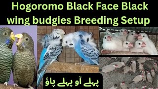 Famous Hogoromo Black Face Black Wing Budgies Breeder Pair || Silver Java|| Fawn Java Sparrow Chicks Setup  Net Worth