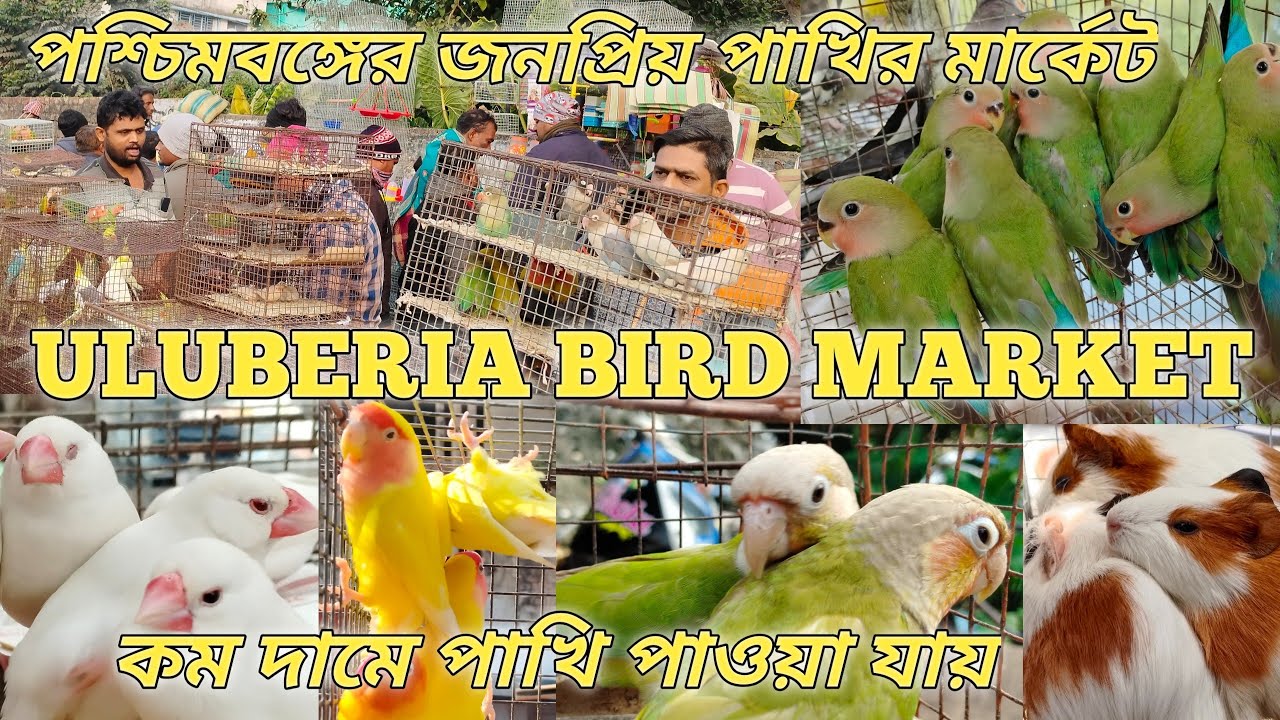 Uluberia Bird market Cappest pet market kolkata all bird 🐦 price update 7th February 2026