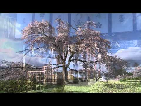 古今和歌集 / The Kokinshû. Spring Poems. Part II, 92 / Весенние песни. Сувий 2 (KKS II, 92)
