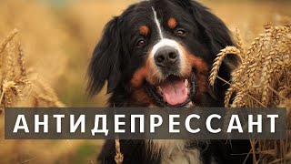 Щенки-Антидепрессанты