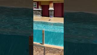 AMAZING SeaWorld Otter Picks Up Cup And Recycles It!! #funnyanimal #funnyshorts #seaworldorlando