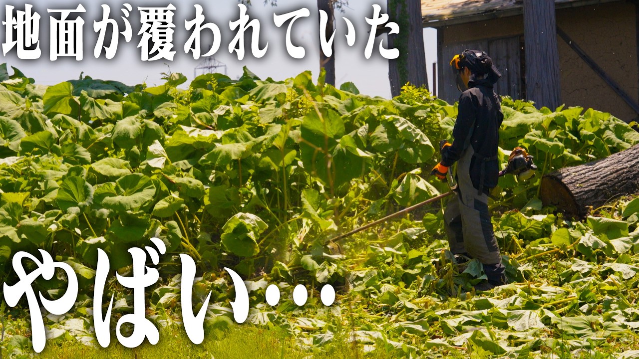 【激変】地面を覆う大量のフキを刈った結果…