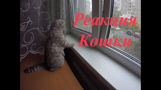 Реакция Кошки на Птиц за Окном 😻Забавная Кошка Scottish Fold 🐱 Funny Kitten Cat Реакция Кошки на Птиц за Окном 😻Забавная Кошка Scottish Fold 🐱 Funny Kitten Cat