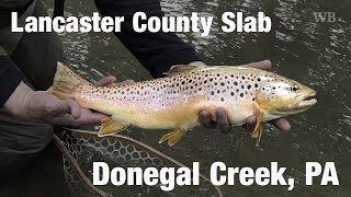 Fly Fishing Lancaster County Slab, Donegal Creek, PA - Wooly Bugged