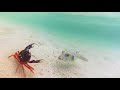 Puffer fish VS Crab