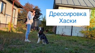 Сложный характер Сибирский Хаски Дрессировка взрослой собаки