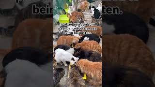 You donated your daily coffee money To feed our little cats today visit our link in description 🥹🙏