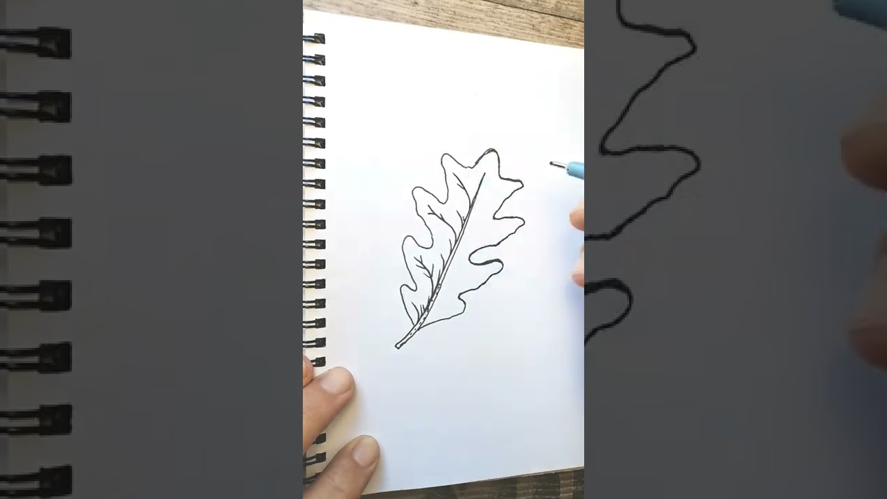 How to Draw Oak Leaf | Simple Oak Leaf Drawing
