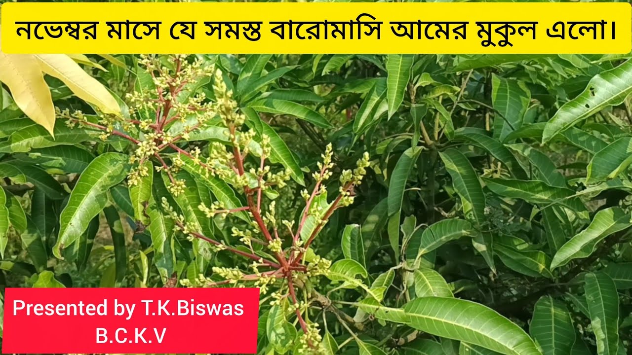 Panicle Emergence of All time mangoes in November. | B.C.K.V | Biswas Center for Krishi Vikash..