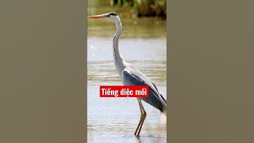 Tiếng diệc mồi đánh lưới chim đêm #trending