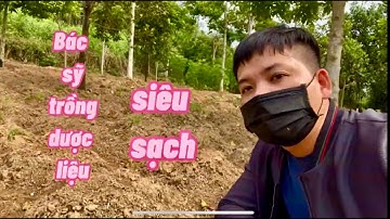 Trồng cây dược liệu ngắn ngày dưới tán rừng | Bác sĩ Lá Văn Khôi