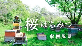 本日採蜜、西洋蜜蜂、桜蜜 さくら蜜 160g （西洋はちみつ / 国産） | 曽根花卉 SONEKAKI
