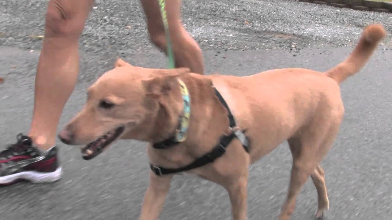 Exercising Your Dog YouTube