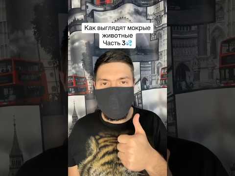 Как выглядят мокрые животные Часть 3 #рекомендации #животные #вода #панда