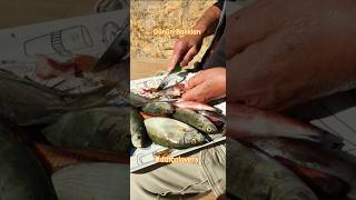 Datçada Günün Balıkları Ça Iklar Ikayıklamak Ça