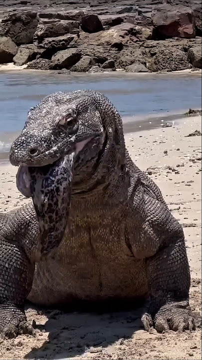 Does the Komodo dragon have poison? #facts #animalfacts #animals