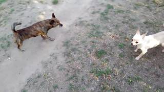 Чихуа нападает на более крупную собаку смешное видео Чихуа нападает на более крупную собаку смешное видео