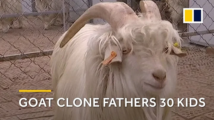 This cloned goat has 30 kids, and could change the cashmere industry - DayDayNews