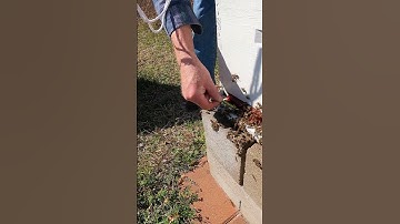 Unblocking Guardian Beehive Entrance #Shorts