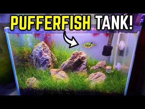 Pea Puffer Paradise: Step by Step Iwagumi Aquascape for Freshwater Pufferfish!
