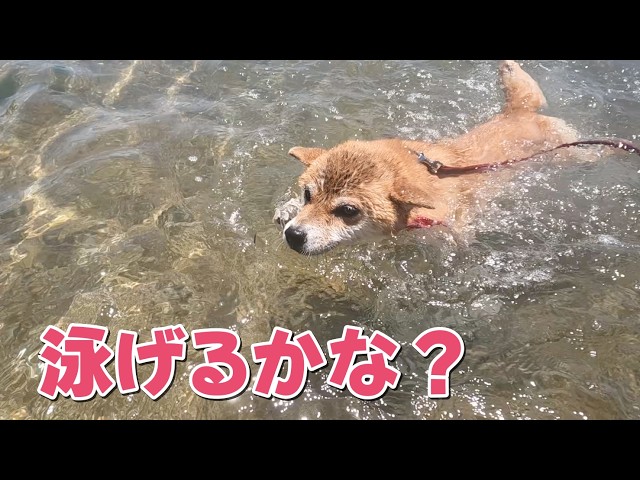 泳げるかな？お初の海での水泳に挑戦！柴犬小夏