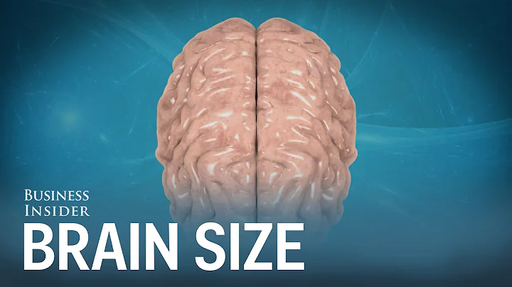 Human brains compared to other animals