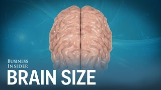 Human brains compared to other animals