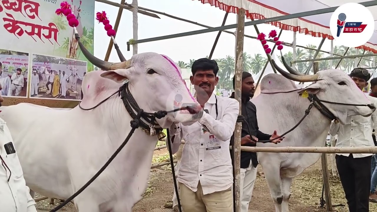 Baramati Krushik 2025: सर्वांचे लक्ष वेधून घेणारे सोन्या-मोन्या बैल | स्पेशल रिपोर्ट