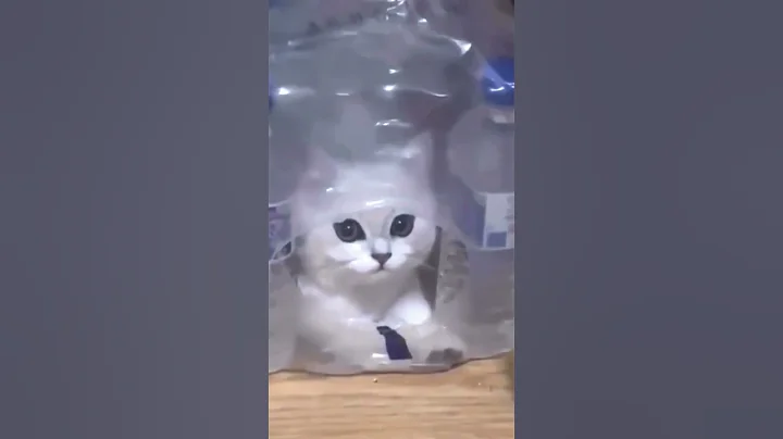 Video 11885601: purr, feline fun, adorable felines, purring cute, cat love