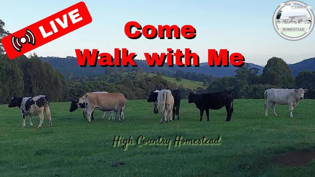 Farm Walkabout LIVE: Animals, Views & Shorting Fences