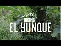 Crazy Hike in a RAINFOREST! | El Yunque | Puerto Rico