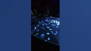 Hypnotic Jellyfish Pond At Sumida Aquarium Tokyo Travel Tokyoaquarium Publicaquarium 
