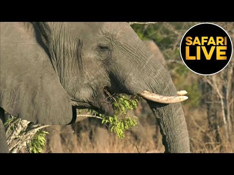 leopard print safariLIVE - Sunset Safari - September 03, 2019