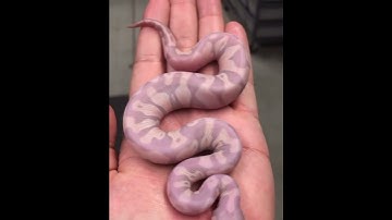 Banana scaleless ball python #shorts #python